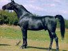 stallion Prince Ebony ox (Arabian thoroughbred, 1968, from Sa Zarka ox)