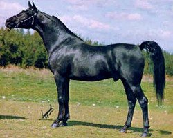 stallion Prince Ebony ox (Arabian thoroughbred, 1968, from Sa Zarka ox)