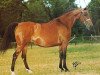 broodmare Wieliczka ox (Arabian thoroughbred, 1971, from Celebes 1949 ox)