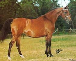 broodmare Wieliczka ox (Arabian thoroughbred, 1971, from Celebes 1949 ox)