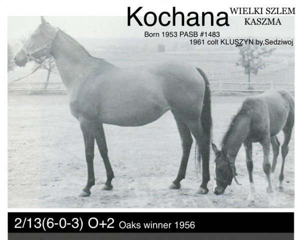 broodmare Kochana ox (Arabian thoroughbred, 1952, from Wielki Szlem 1938 ox)