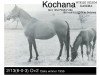 Zuchtstute Kochana ox (Vollblutaraber, 1952, von Wielki Szlem 1938 ox)