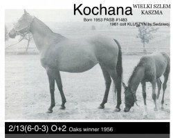 broodmare Kochana ox (Arabian thoroughbred, 1952, from Wielki Szlem 1938 ox)