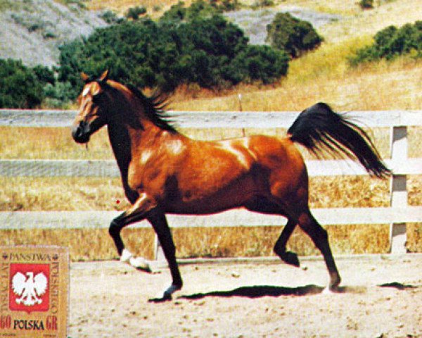 stallion Amzyne ox (Arabian thoroughbred, 1970, from Kluszyn ox)