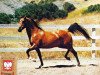 stallion Amzyne ox (Arabian thoroughbred, 1970, from Kluszyn ox)