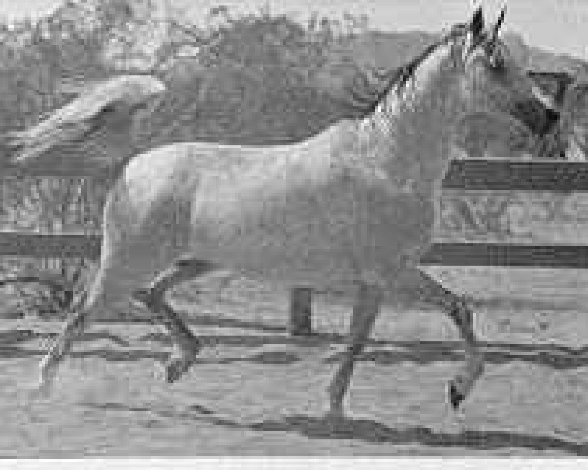 broodmare Amfibia ox (Arabian purebred, 1961, from Sedziwoj ox)