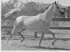 broodmare Amfibia ox (Arabian thoroughbred, 1961, from Sedziwoj ox)