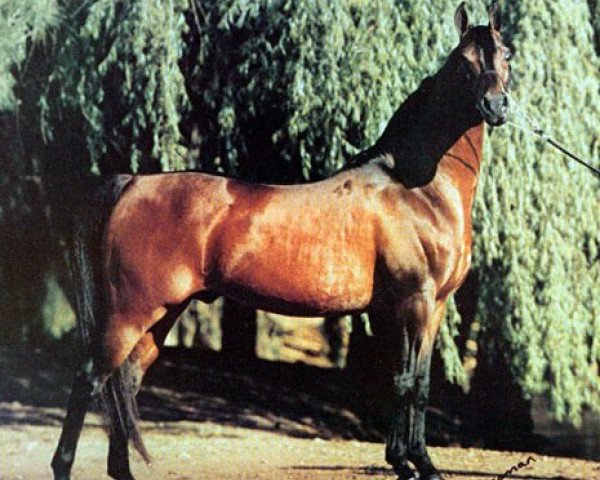 stallion Elimar ox (Arabian thoroughbred, 1970, from Celebes 1949 ox)