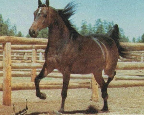 broodmare Eliza ox (Arabian thoroughbred, 1963, from Pietuszok ox)