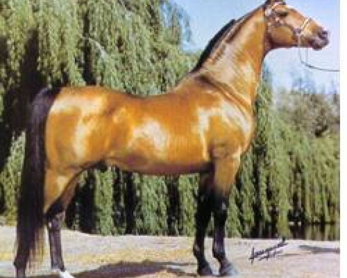 stallion Port Bask ox (Arabian purebred, 1967, from Bask ox)
