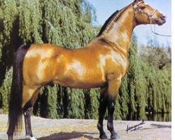 stallion Port Bask ox (Arabian thoroughbred, 1967, from Bask ox)