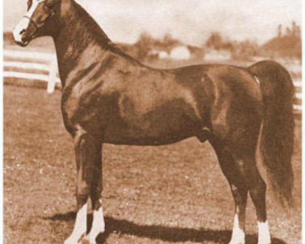 Pferd Aaraf ox (Vollblutaraber, 1943, von Raffles ox)