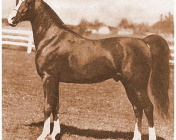 horse Aaraf ox (Arabian thoroughbred, 1943, from Raffles ox)