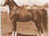 horse Aaraf ox (Arabian thoroughbred, 1943, from Raffles ox)