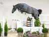 jumper Chacco Classic EM (Oldenburg show jumper, 2021, from Chacoon Blue)