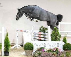 Pferd Chacco Classic EM (Oldenburger Springpferd, 2021, von Chacoon Blue)