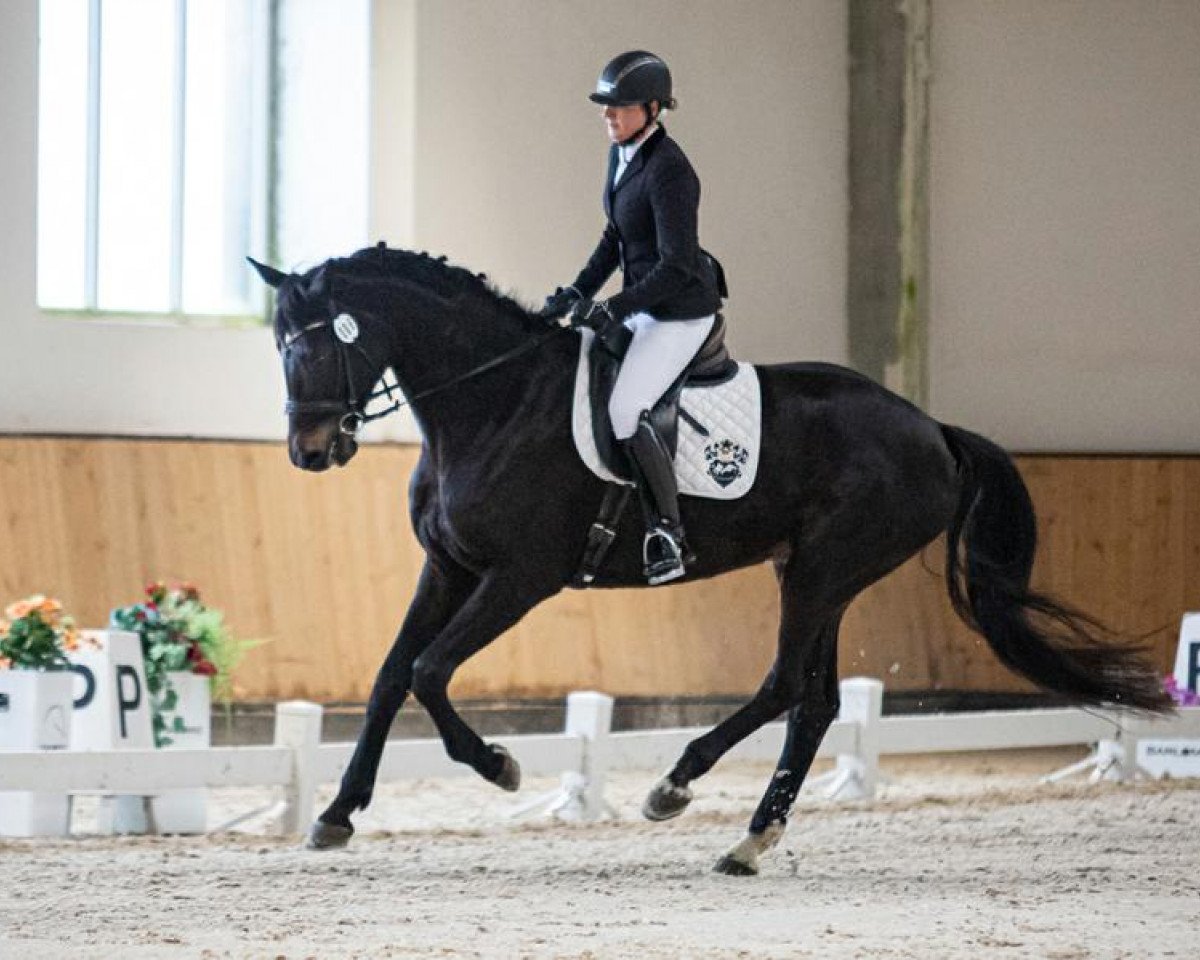 broodmare Sierra Rubina (Westphalian, 2016, from Sir Donnerhall II OLD)
