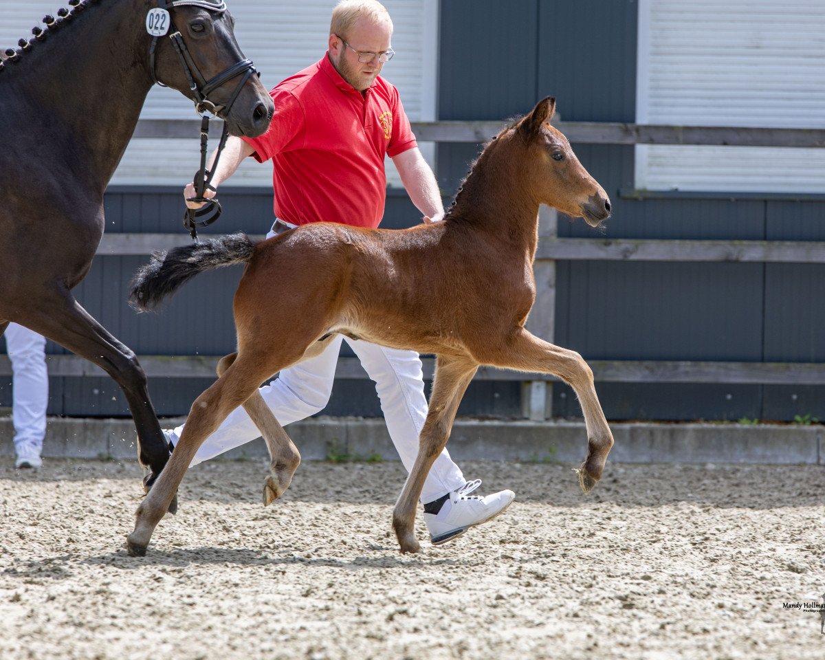 dressage horse Hengst von Dallmayr K / Tizian (German Riding Pony, 2023, from Dallmayr K)