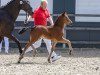 dressage horse Hengst von Dallmayr K / Tizian (German Riding Pony, 2023, from Dallmayr K)