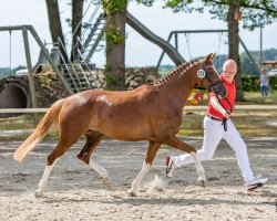 Zuchtstute La Bonita (Deutsches Reitpony, 2019, von Dancing Star)