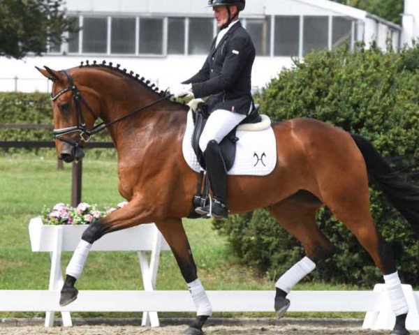 dressage horse Be Happy (Hanoverian, 2019, from Baron)