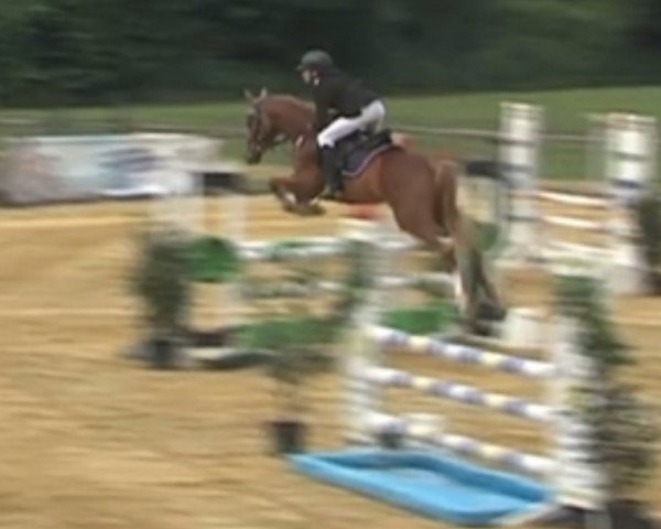 jumper Merlin SG (German Riding Pony, 2017, from Mason 4)
