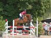 jumper Cosmic Fire (German Sport Horse, 2014, from Casanova Royal)