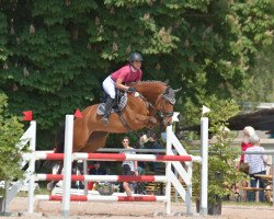 jumper Cosmic Fire (German Sport Horse, 2014, from Casanova Royal)