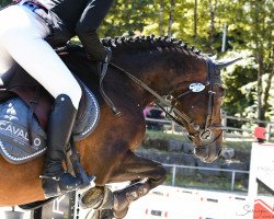 Springpferd Quidam's Dream 4 (Deutsches Sportpferd, 2015, von Quiwi Dream)