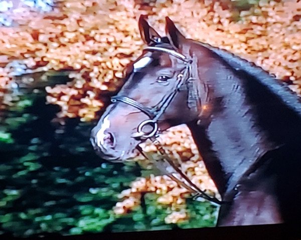 stallion Lambourghini Diablo (Hanoverian, 1995, from Landadel)