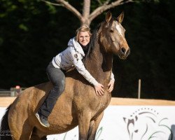 Dressurpferd Callimero`s Boy (Deutsches Reitpony, 2012, von Fs Calimero)