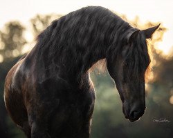 Pferd Yannek Baronis (Friese, 2015, von Maurus 441 Sport)