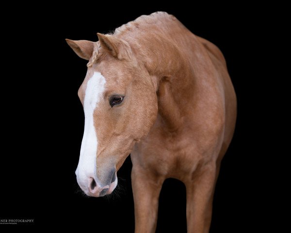 stallion FS Mr. President (German Riding Pony, 2014, from FS Mr. Right)