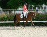 dressage horse Bernstein emg (German Riding Pony, 2009, from Bazooka)