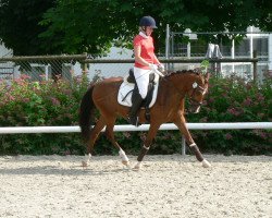 dressage horse Bernstein emg (German Riding Pony, 2009, from Bazooka)