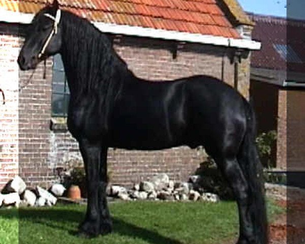 stallion Nanno (Friese, 1996, from Djurre 284)