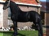 stallion Nanno (Friese, 1996, from Djurre 284)