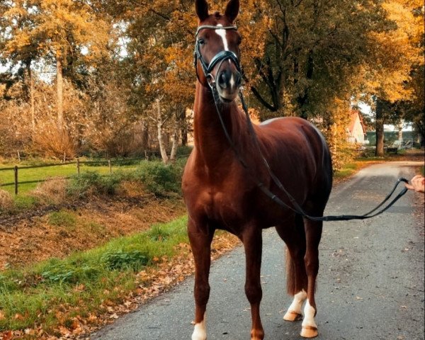 dressage horse Andiamo 272 (Westphalian, 2017)