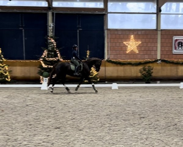 dressage horse Ballantine 15 (Westphalian, 2017, from HBS Backround)