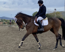 jumper Urano de La Muse (Selle Français, 2008)