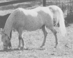 Zuchtstute Shalimar Gida ox (Vollblutaraber, 1957, von Garaff ox)