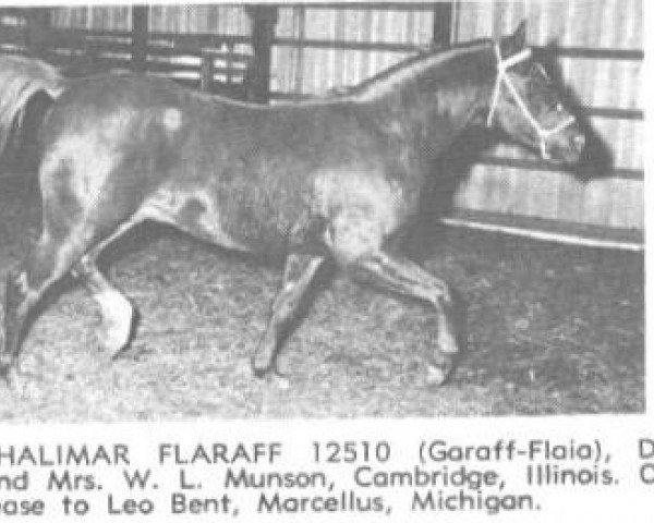 stallion Shalimar Flaraff ox (Arabian thoroughbred, 1957, from Garaff ox)