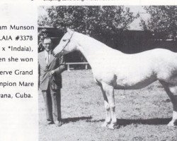 broodmare Flaia ox (Arabian thoroughbred, 1945, from Raffles ox)