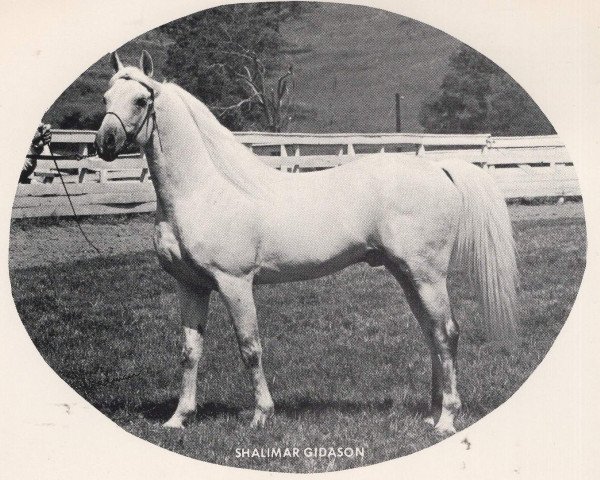 stallion Shalimar Gidason ox (Arabian thoroughbred, 1961, from Shalimar Flaraff ox)