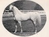 stallion Shalimar Gidason ox (Arabian thoroughbred, 1961, from Shalimar Flaraff ox)