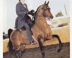 stallion The Chief Justice ox (Arabian thoroughbred, 1976, from Bask ox)