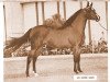 broodmare Sey Cherie ox (Arabian thoroughbred, 1965, from Aseyr ox)