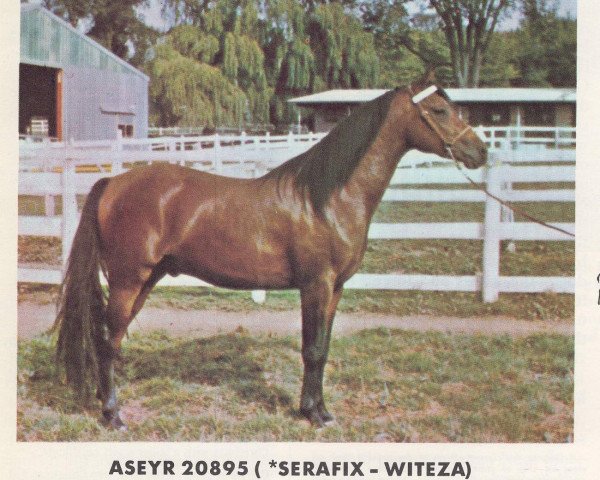 stallion Aseyr ox (Arabian thoroughbred, 1962, from Serafix ox)