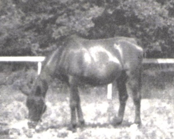 Zuchtstute Ferdireyn ox (Vollblutaraber, 1940, von Raseyn 1923 ox)