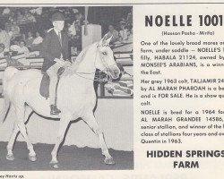 Zuchtstute Noelle ox (Vollblutaraber, 1955, von Hassan-Pasha ox)